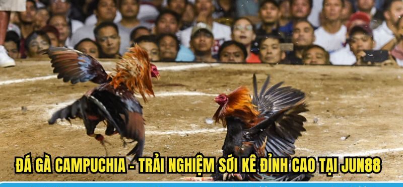 Đá Gà Campuchia Jun88 – Đấu Trường Thực Chiến Đỉnh Cao